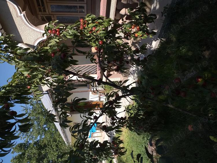 Vand casa la ?ara - 1