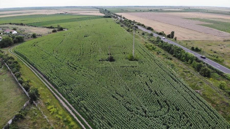 Vand Teren Extravilan Becicherecu Mic(zona industriala) 18.000mp,Utilitati - 1