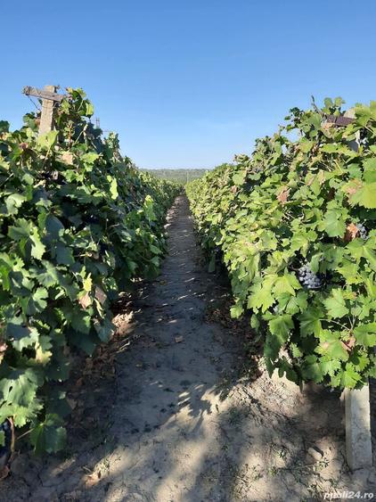 Casa si teren intravilan comuna Dumbraveni, Vrancea - 1