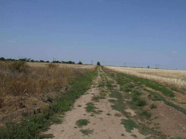 Domnesti-Ciocarliei(Afinului-Fragilor). - 8