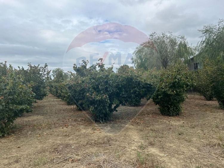 Teren 1300mp Campineanca / Intrare din Strada Hotarului - 1