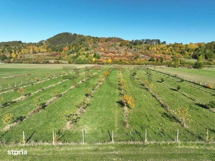 RECO, Teren cu livada de nuci, Zona Auseu, Bihor - 6