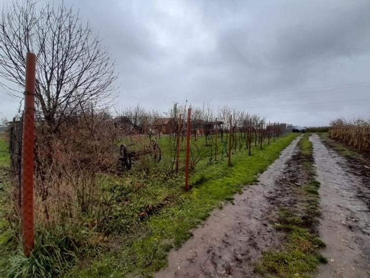 Imobiliare Maxim - teren livada in Daia - 5