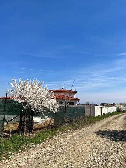 De vanzare lot teren intravilan Dumitrana Magurele - 7