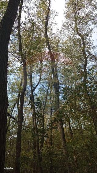 Teren forestier 15,618 mp Santimreu / com. Salard - 6