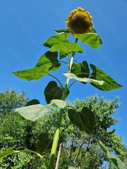 De Vanzare Casa Caramida +Teren drept intravilan - 8