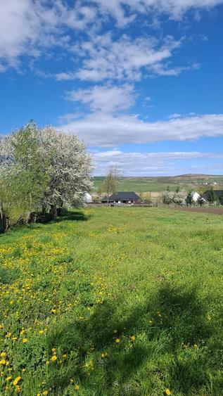 Teren intravilan 1800 mp, Pocoleni (Radaseni) - forma dreptunghiulara, posibilitate parcelare - 7