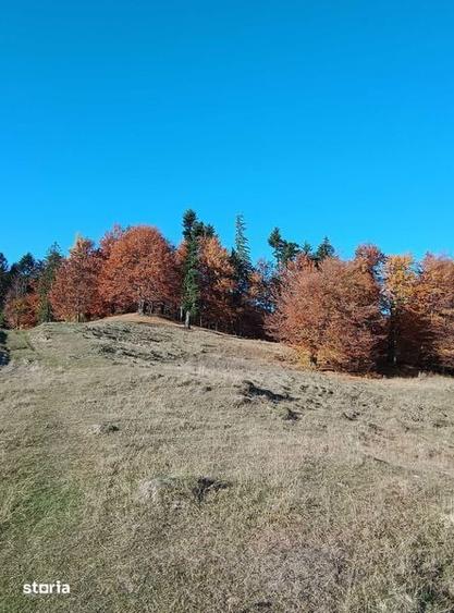 Teren la munte intre Breaza si Sinaia - 5