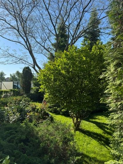 Bragadiru Mugurelui Vila solida constr 2005 + piscina + teren 2000 mp - 7