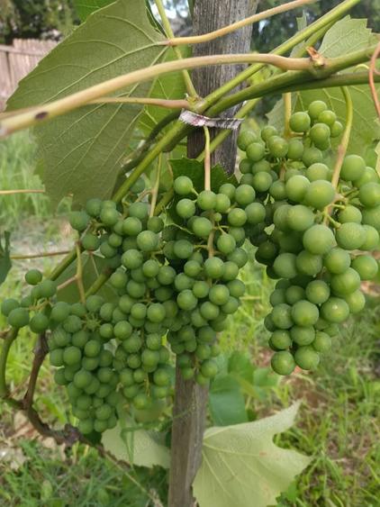 Vand casa batraneasca cu anexe si teren generos - 6