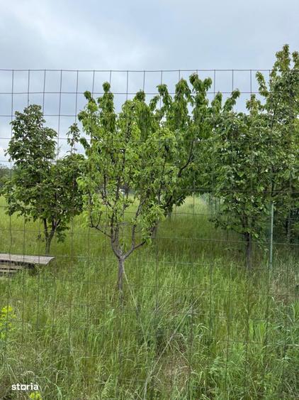 TEREN PENTRU CONSTRUCTIA CASEI, MIROSLAVA, VALEA URSULUI - 2