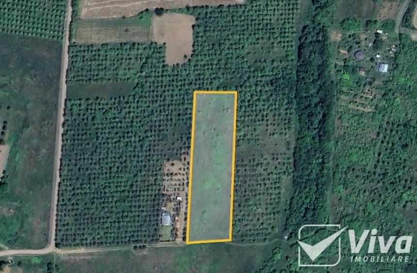 Teren 5300 mp Intravilan in Goruni – Tomesti - 4