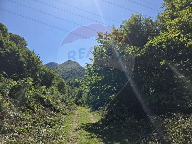 Teren 4,000mp Pascoaia / Soseaua Punctul Chiliilor - 6