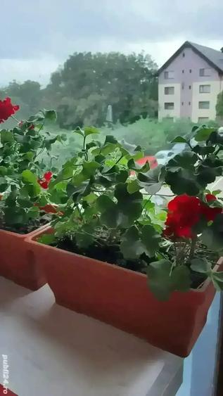 PROPRIETAR Vand ap 2cam, et 2 Bacau In vila. Gradina cu magnolii Parcare - 8