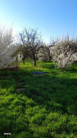 Teren de vanzare in Tamadau Mare, jud. Calarasi Strada Principala - 19