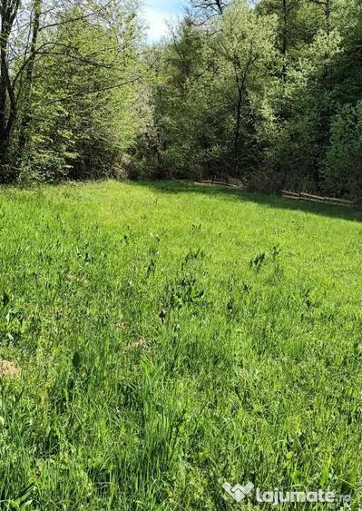 Vand Teren Extravilan in Gladna Montana - 1
