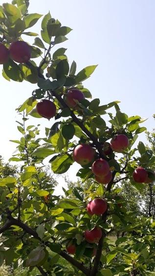 Casa Visurilor Tale !!! Com Crasna, Sat Crasna Din Deal . Jud Gorj - 11