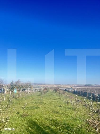 Teren de 5000 mp, în Curtești