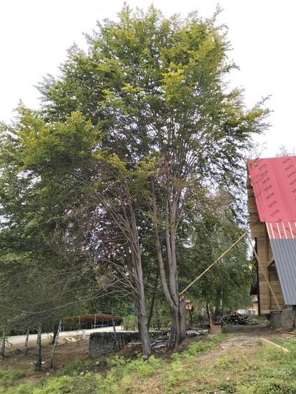 Casă cu 4 camere în Exterior Vest