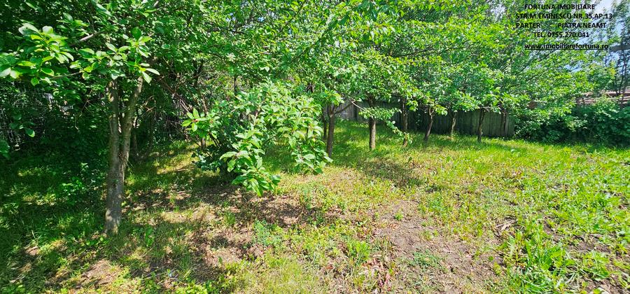 Proprietate com.Bodesti, casa+ anexe + teren 7481 mp - 6