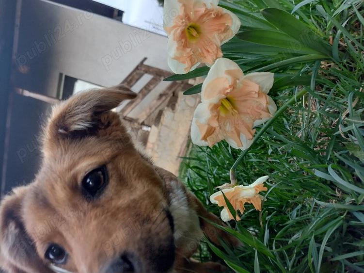 Casu?a de vanzare - 7