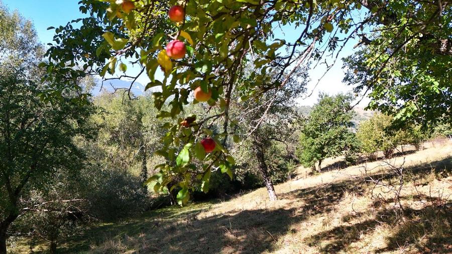 Teren Generos cu Utilități și Vedere Panoramică | Sohodol–Bran - 9