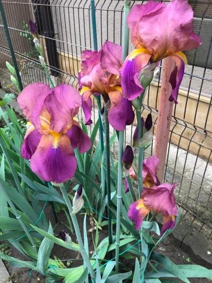 Vilă familială frumoasă &icirc;n zonă foarte bună - 1