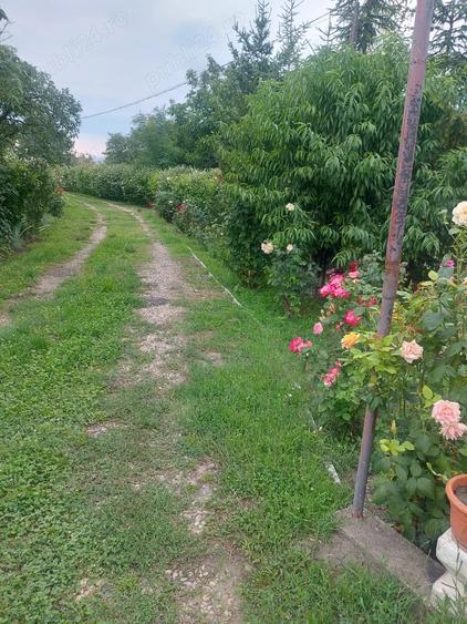 Casa tip cabana cu livada jud Alba - 6