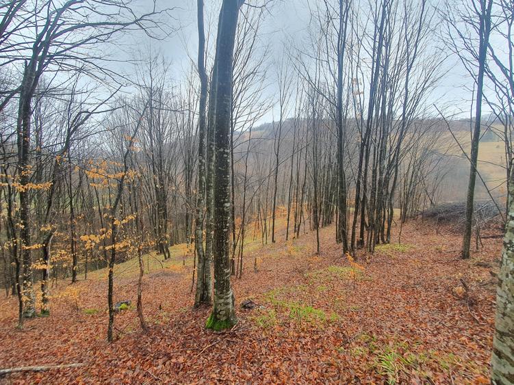 Teren Poiana Marului pretabil investitie 5 euro/mp - 8