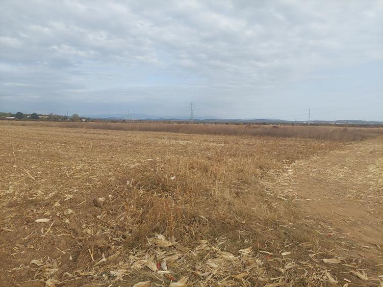 Teren Construcții intravilan de 9844 mp, în Dumbrava