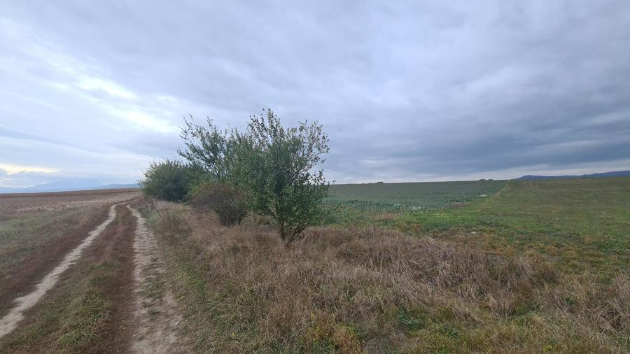 Teren agricol extravilan de 48100 mp, în Hălchiu