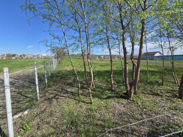 Teren Construcții intravilan de 1300 mp, în Curtișoara