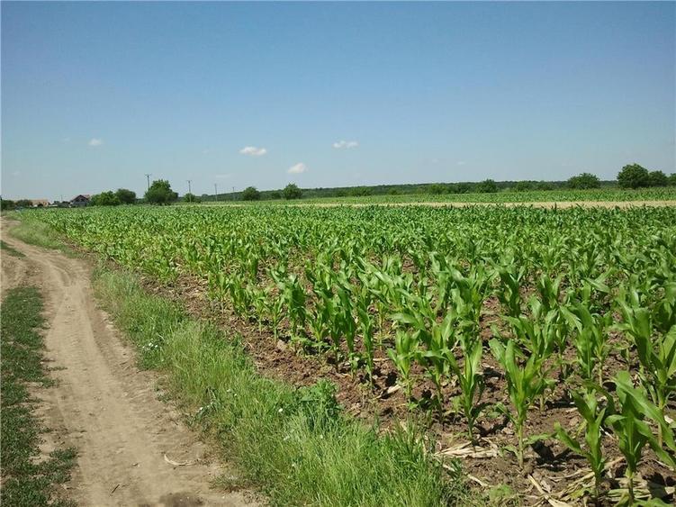Teren de 3600 mp, în Moara Vlăsiei