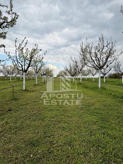 Teren Construcții intravilan de 3500 mp, în Sânmartinu Sârbesc