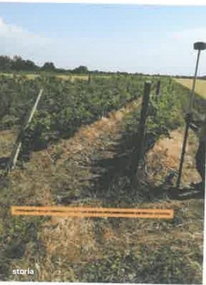 Teren de 1200 mp, în Ulmeni