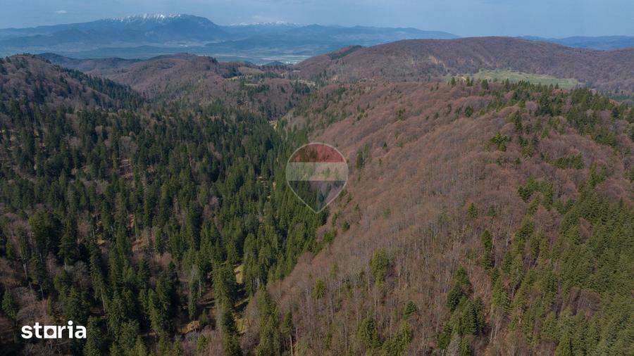 Teren intravilan, 56000 mp, Poiana Brasov - 3