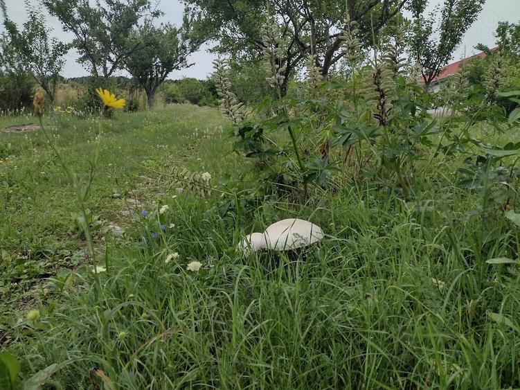 Teren de 4000 mp, în Pietroasa