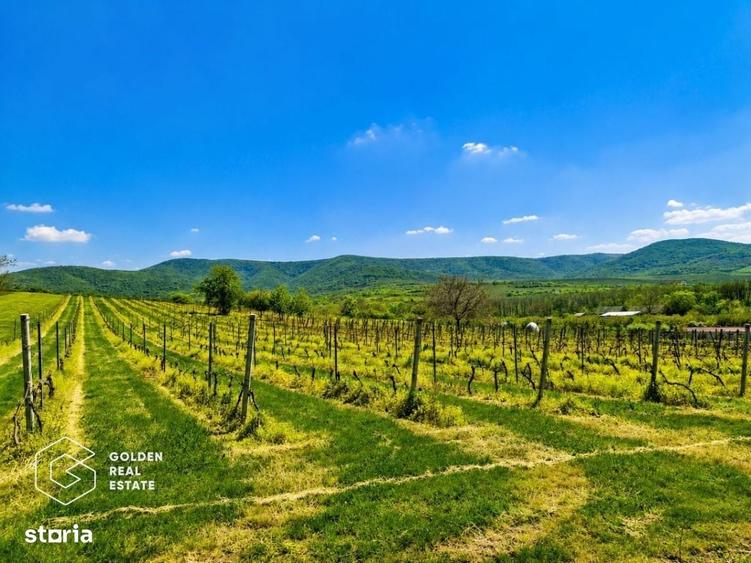 1,35 hectare vie pe rod (Cabernet si Merlot), Siria - 5