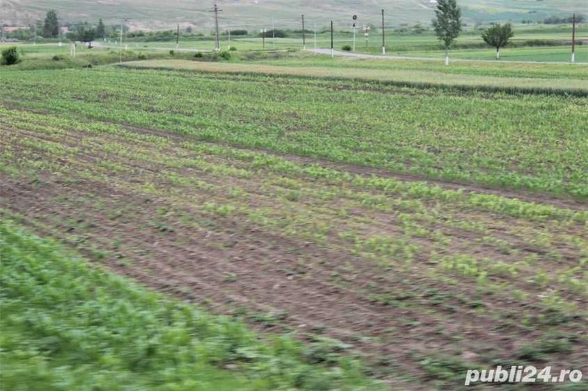 Teren de 11629 mp, în Nucet
