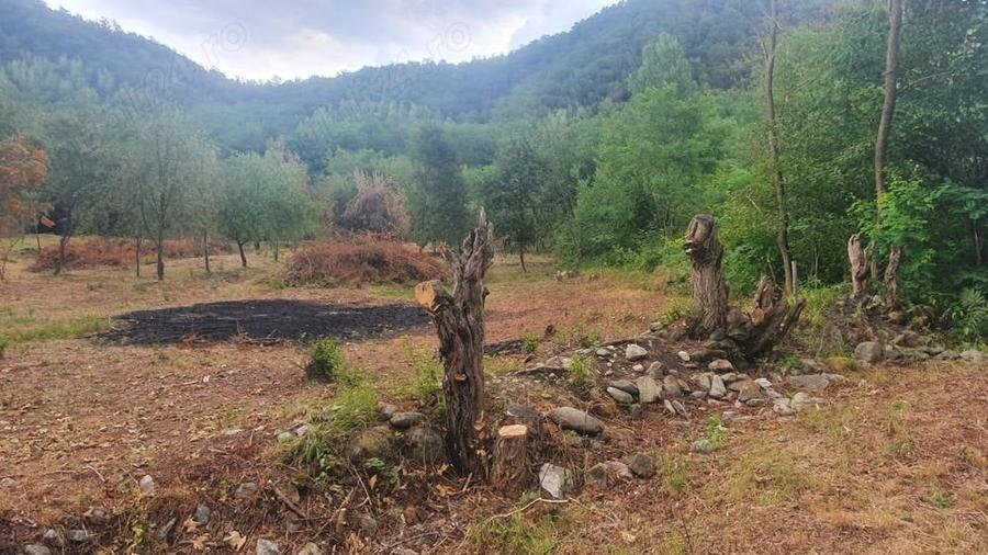 Teren de 5000 mp, în Borlova