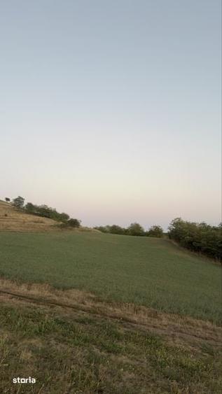 Teren extravilan Hamba 2 parcele 7000mp2 - 2