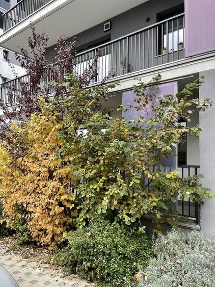 Apartament cu 2 camere decomandat în Dosu Bricii
