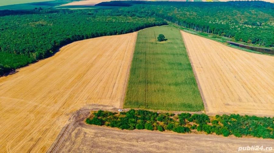 Teren de 46600 mp, în Tămădău Mare