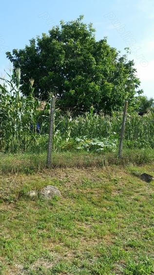 Casă cu Teren 5300 Mp în Spătac