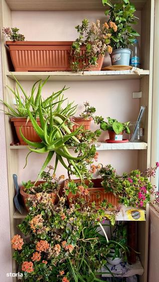 Garsoniera Rahova - Soseaua Alexandriei, Bidi Trans - 2