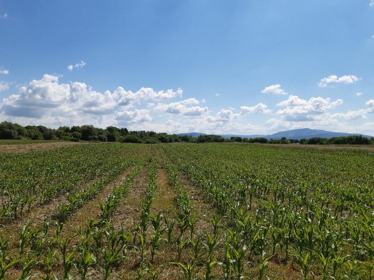 Teren agricol extravilan de 20300 mp, în Hărman