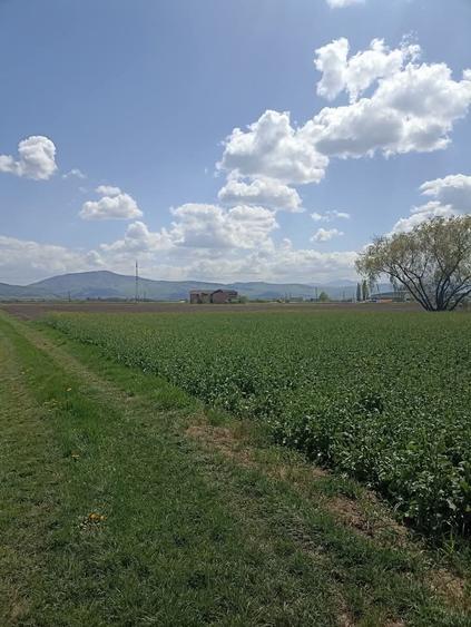 Teren agricol extravilan de 7300 mp, în Chichiș