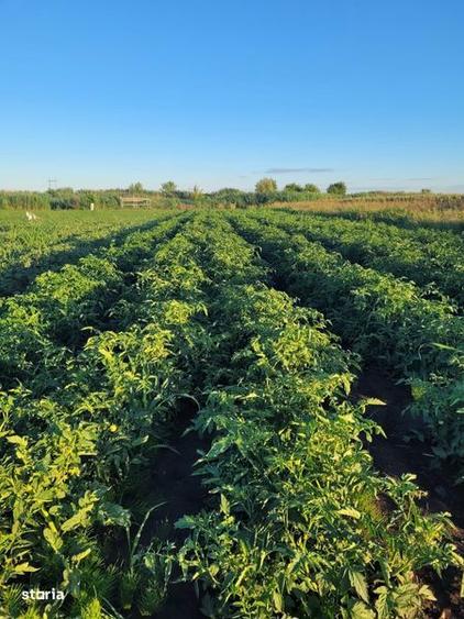 Teren agricol 5 ha - 1