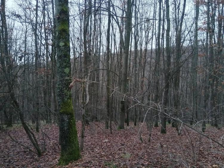 Teren de 250000000 mp, în Central