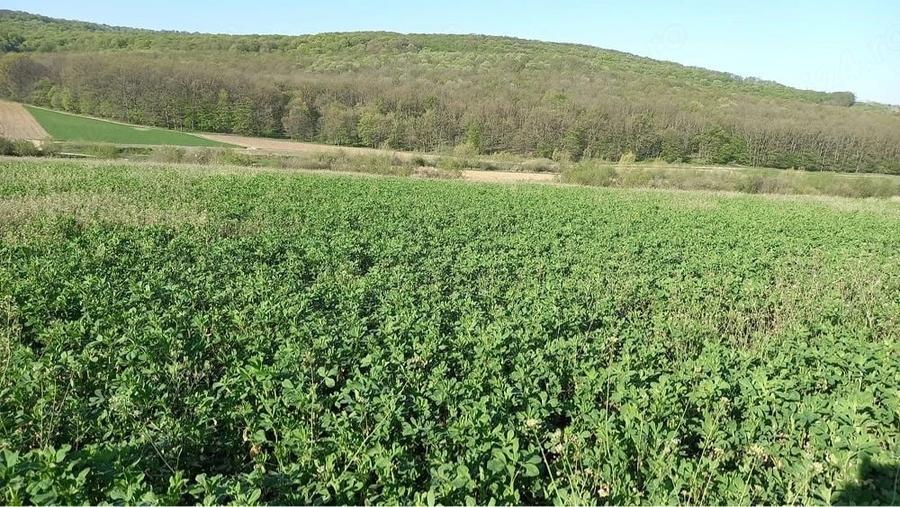 Teren de 20000 mp, în Ion Creangă